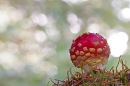 Fly Agaric. Oct. '22.