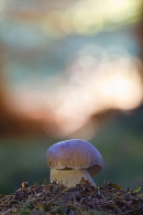 Fungus. Oct. '22.