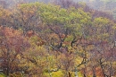 Loch na Keal trees. Oct. '22.