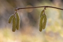 Hazel Catkins. Feb. '23.