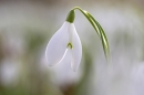 Snowdrop 1. Feb. '23.