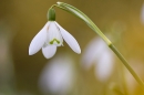 Doddington Snowdrop 2. Feb. '23.