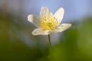 Wood Anenome 4. Apr. '23.