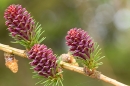 Larch Cones. May. 23.