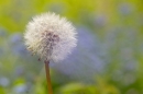 Dandelion seedhead. May. '23.