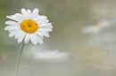 Oxeye daisy 1. Jun. '23.