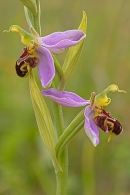 Bee Orchid. Jun. '23.