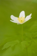 Wood Anenome 2. Apr. '24.