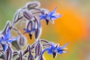 Borage. Jul. '24.