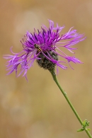 Knapweed and hoverfly. Jul. '24.