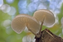 Porcelain fungi.