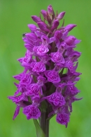Northern Marsh Orchid.