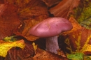 Purple fungus.