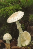 White fungus.