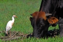 Bull and Cattle Egret.