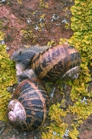 Mating Snails.