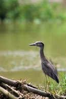 Louisiana Heron.