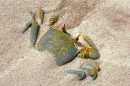 Seychelles Crab in sand.