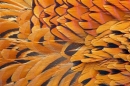 Cock Pheasant feather detail 6. Mar '11.