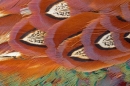 Cock Pheasant feather detail 7. Mar '11.