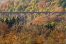 Leaderfoot viaduct amid autumn trees,Melrose,Borders. Nov. '13.