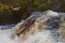 Leaping Salmon and the Apprentice. Oct. '15.