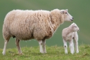 Sheep and lamb. Apr.'16.