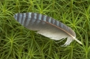 Jay feather.