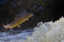 Leaping Salmon 3. Oct. '20.