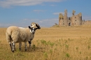 Dunstanburgh Castle sheep. Aug. '22.