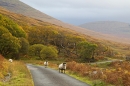 Loch na Keal sheep. Oct. '22.