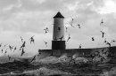 Berwick lighthouse waves and turnstones. Mar. '23.