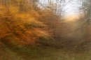 Duns Castle woods ICM. Nov. '23.