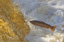 Sea Trout leaping 1. Oct. '24.