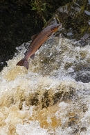 Salmon leaping 2. Oct. '24.