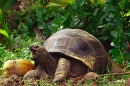 Giant Tortoise,feeding.
