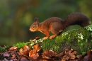Red Squirrel on beech root