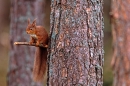 Red Squirrel & the 3 pines