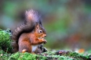 Red Squirrel with hazel nut on mossy ground.