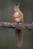 Red Squirrel,stood upright