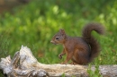 Red Squirrel on fallen rotting trunk.