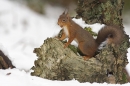 Red Squirrel on silver birch stump,in the snow.