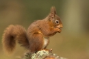Red Squirrel eating nut.