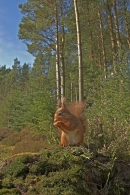 Red Squirrel in habitat.