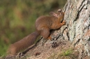 Red Squirrel retrieving nut from pine trunk.