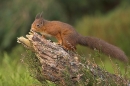 Red Squirrel sniffing along old pine stump in the heather.