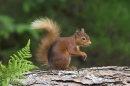 Red Squirrel on fallen pine trunk.