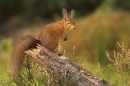 Red Squirrel stood up on pine stump,amongst heather.