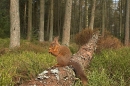 Red Squirrel feeding on fallen pine trunk.