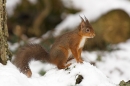 Red Squirrel in snow.